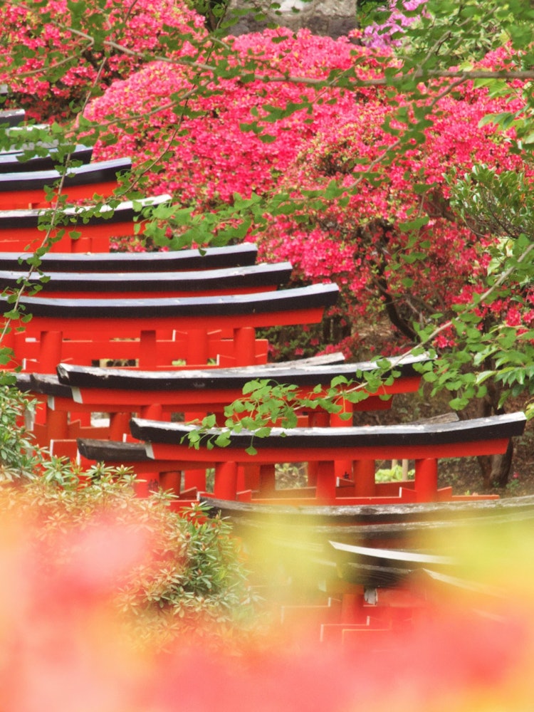 [Image1]Azalea and Senbon ToriiA competition between azaleas and torii gates at Nezu Shrine. I admired the b