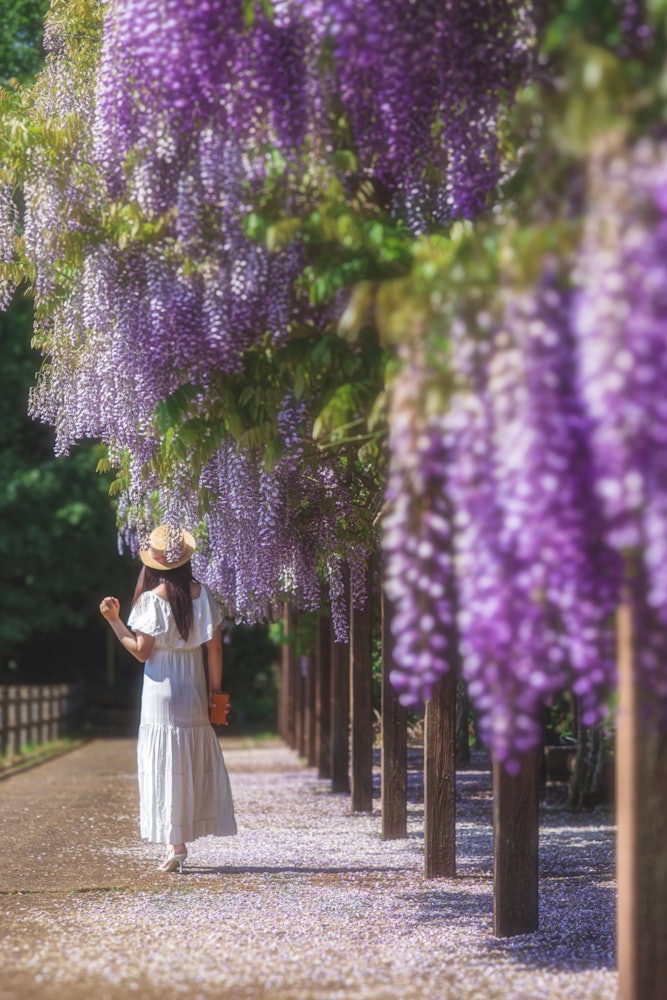 [画像1]こちらは宮城県白石市にある「若林公園」です。毎年5月のゴールデンウイーク頃になると、紫色の美しい「藤棚」を楽しむことができる人気スポットです。