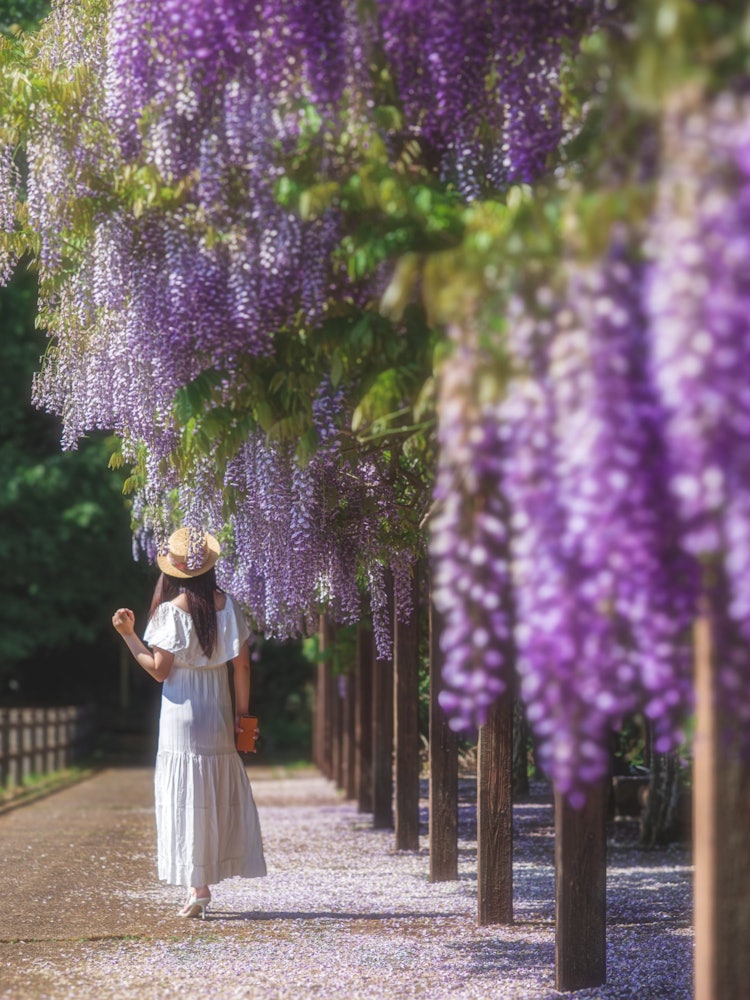 [画像1]こちらは宮城県白石市にある「若林公園」です。毎年5月のゴールデンウイーク頃になると、紫色の美しい「藤棚」を楽しむことができる人気スポットです。