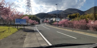 [Image2][Isehara flower information] 3.14Hinata Yakushi's Ume Plum ... It can still be seenAlmond blossoms i