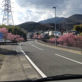 [Image2][Isehara flower information] 3.14Hinata Yakushi's Ume Plum ... It can still be seenAlmond blossoms i