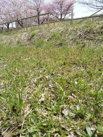 [이미지1]벚꽃을 보러 아쓰베쓰 강에 갔다쇠뜨기도 자라고 있는데 봄