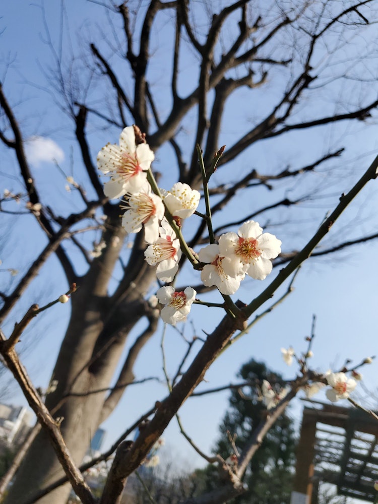 [Image1]The flowers I haven't seen in a long time are plum blossoms 🌟. :*Feel the power of nature and think 