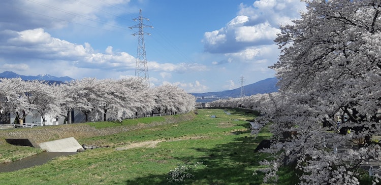 [画像1]長野県岡谷市の「横河川」川沿いにずーと奥まで続く、満開の桜🌸そして、写真の中央をズームすると花火が有名とする「諏訪湖」が見えます‼️