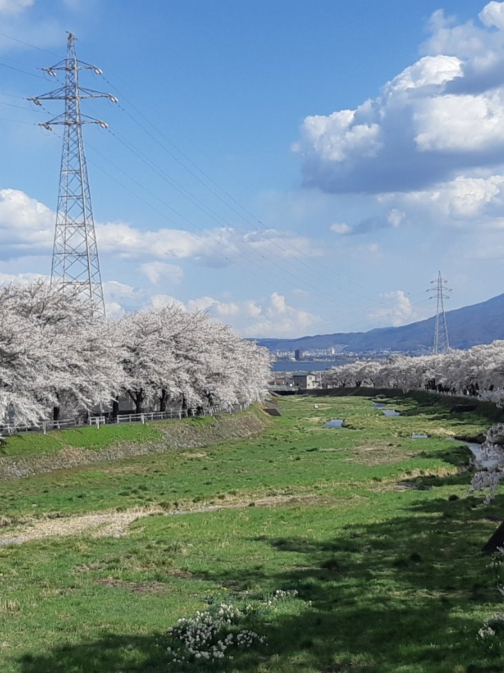 [画像1]長野県岡谷市の「横河川」川沿いにずーと奥まで続く、満開の桜🌸そして、写真の中央をズームすると花火が有名とする「諏訪湖」が見えます‼️
