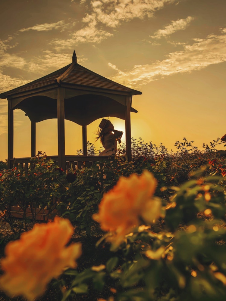 [相片1]广岛世罗町（广岛推荐景点）#世良高原花林👈 @serahananomori 🌹 秋季玫瑰和花园直到11/5来自花林的日落剪影 📸由于公园开放时间较长，我可以📸在日落前拍摄各种照片。夕阳照亮的剪影和玫瑰