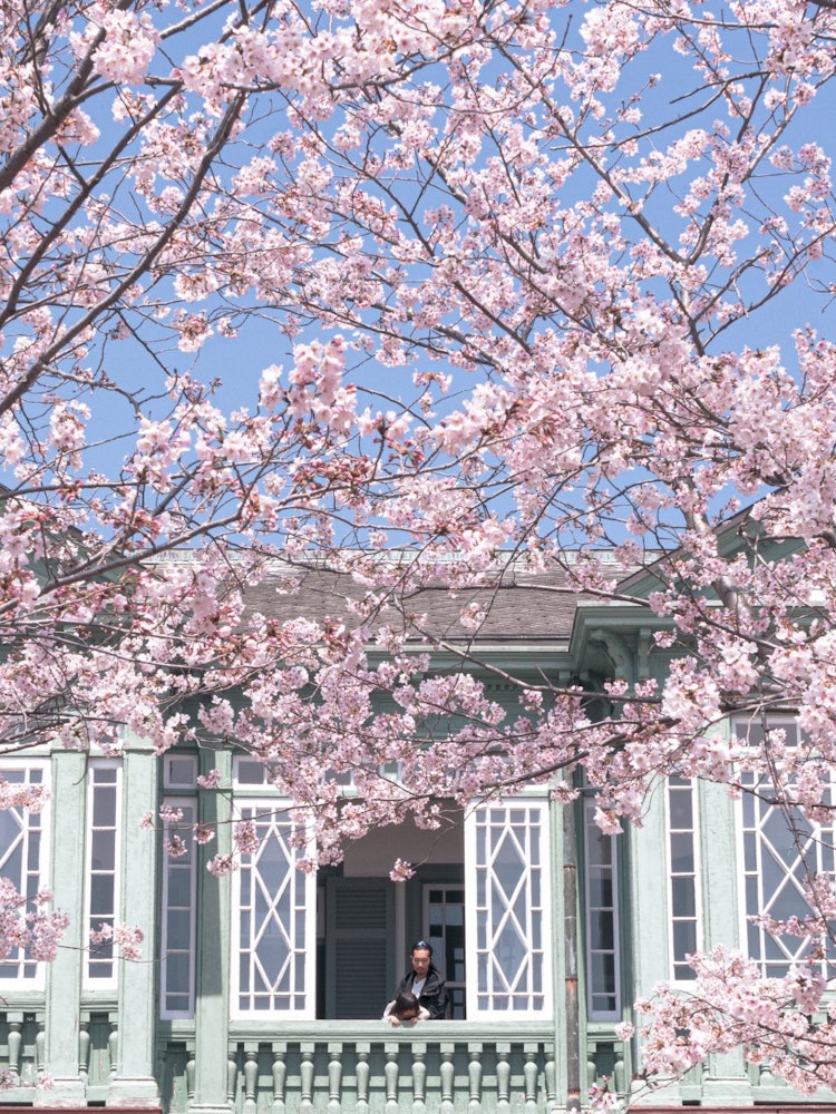 [相片1]神户市立王子动物园 🐼樱花框架