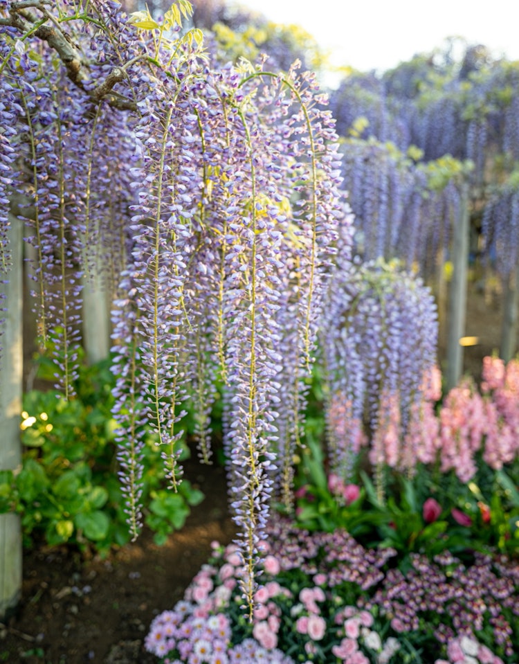 [Image1]Location: Ashikaga Flower ParkNew is a depiction of the lens!Since it is a wide angle, I was able to