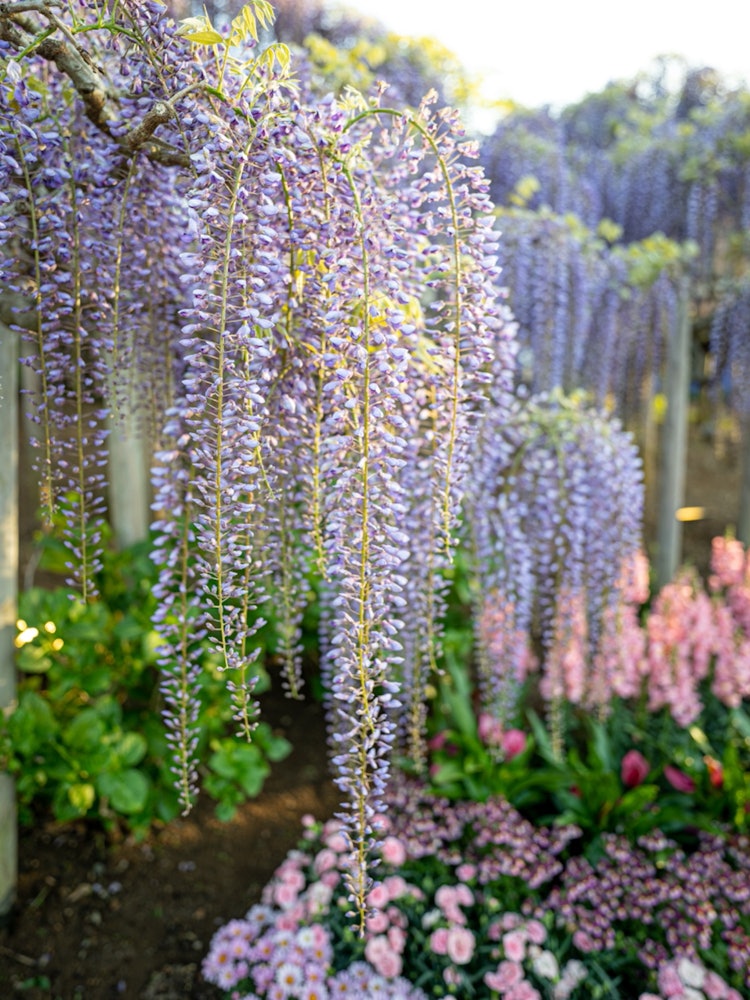 [Image1]Location: Ashikaga Flower ParkNew is a depiction of the lens!Since it is a wide angle, I was able to