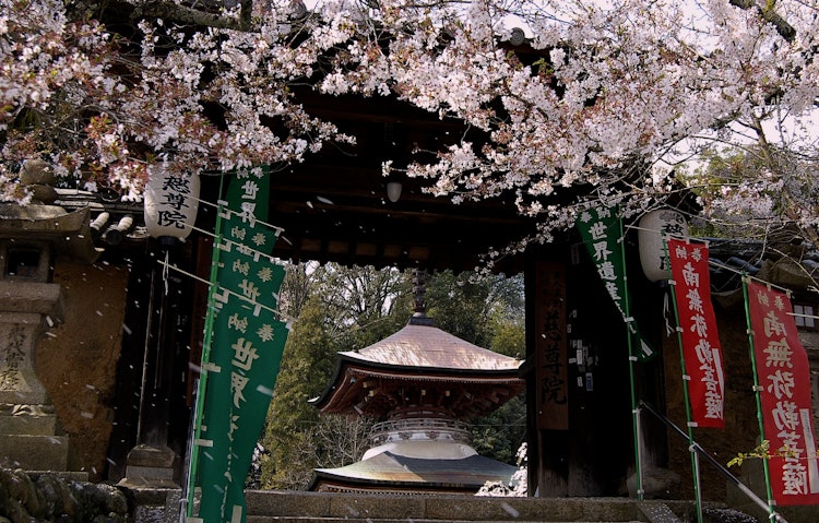 [相片1]它是和歌山縣Kudoyama町Jisonin寺的櫻花。 我的母親從香川縣出來見我的兒子空海，但當時高野山是禁止女性進入的，所以她不能去空海，住在這個Jisonin寺裡。 據說空海每個月都會來寺廟看望他