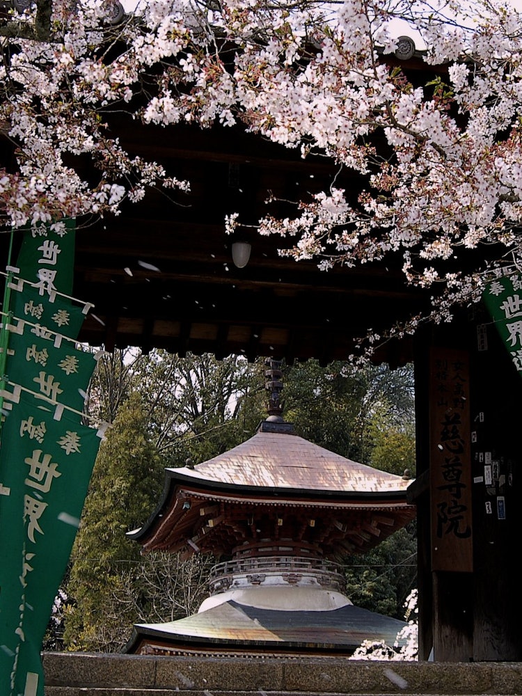 [Image1]It is the cherry blossom of Jisonin Temple in Kudoyama Town, Wakayama Prefecture. My mother came out