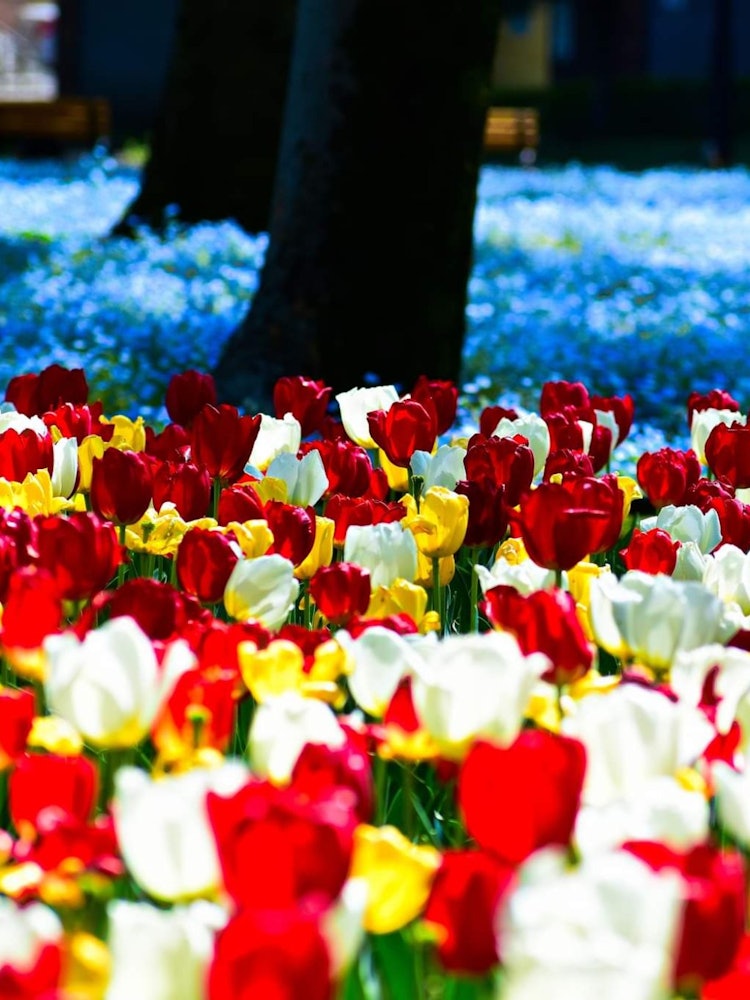 [Image1]Tulip and baby blue eyes or nemophila can be seen together in Tokyo metropolitan Hibiya park. The mu
