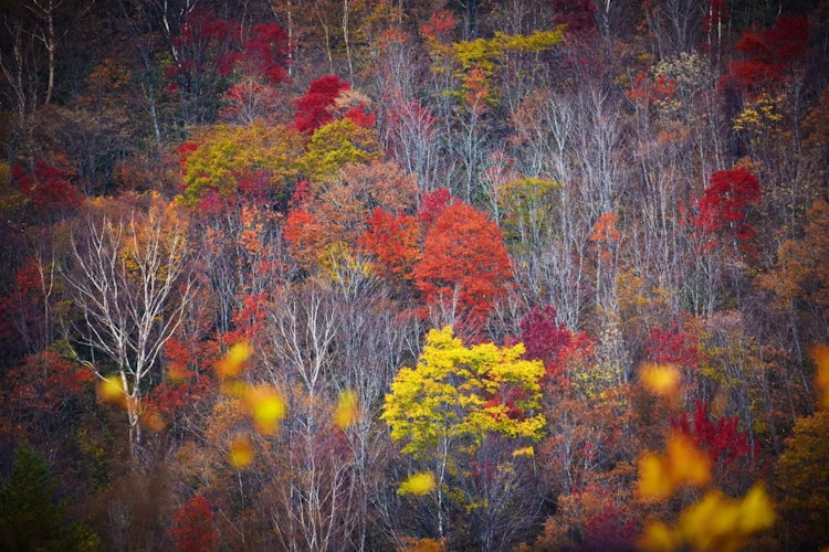 [相片1]我覺得這看起來是一幅美麗的畫。我在福島縣東萬代天際線旅行時看到了這一點。整座山看起來非常豐富多彩。很少有葉子已經落下，飽滿的葉子非常漂亮。總的來說，這座完整的山脈看起來像一幅真正的畫。