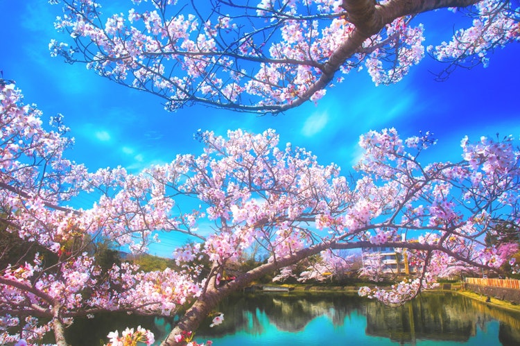 [이미지1]연못 기슭을 따라 늘어선 벚꽃 나무는 일본의 대표적인 봄 풍경입니다.