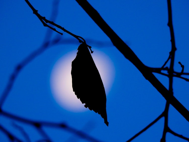 [画像1]2022年12月12日 月曜日 早朝ご覧いただきありがとうございます。生まれ育った地域の雑木林の日々を写真で残しています。朝焼けに染まる前の静かな藍色の空に輝く月を背景に葉のシルエットが美しく浮かび上