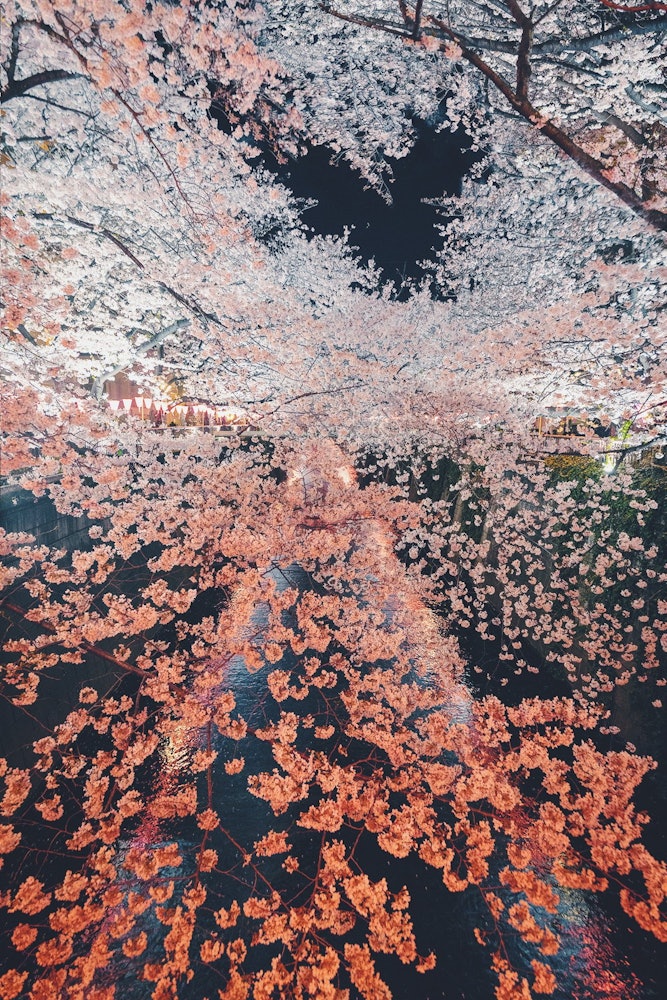 [相片1]目黑川的櫻花佳能EOS 5d + ef24-70mm f2.8 燈室