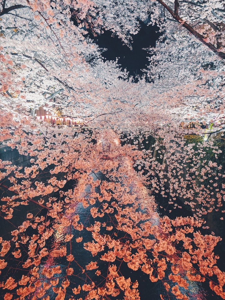 [이미지1]메구로가와의 벚꽃캐논 EOS 5D + EF24-70mm f2.8 라이트룸