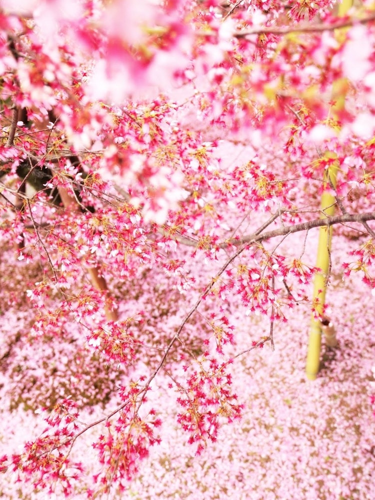 [Image1]The cherry blossoms of Chotokuji Temple are scattered, and the ground dyed pink with petals is worth