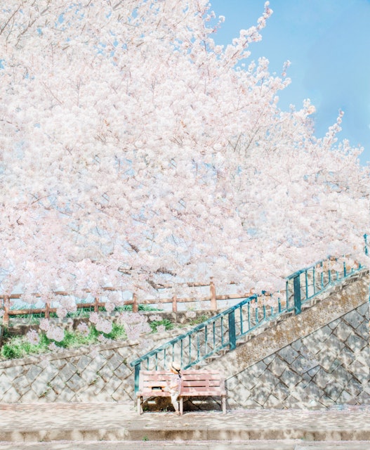 [画像1]桜の木漏れ日がとても綺麗だった日青空と満開の桜と大きくなったけどまだ小さな息子すぐ散ってしまう桜とあっという間に成長する子供たち今だけの美しさが儚くて少ししんみりしてしまう一枚です