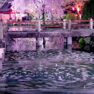 [相片2]岐阜县岐阜市日中友谊花园的岐阜公园当散落的花瓣轻轻移动时，我感受到了日本的情感。#春季 #摄影比赛
