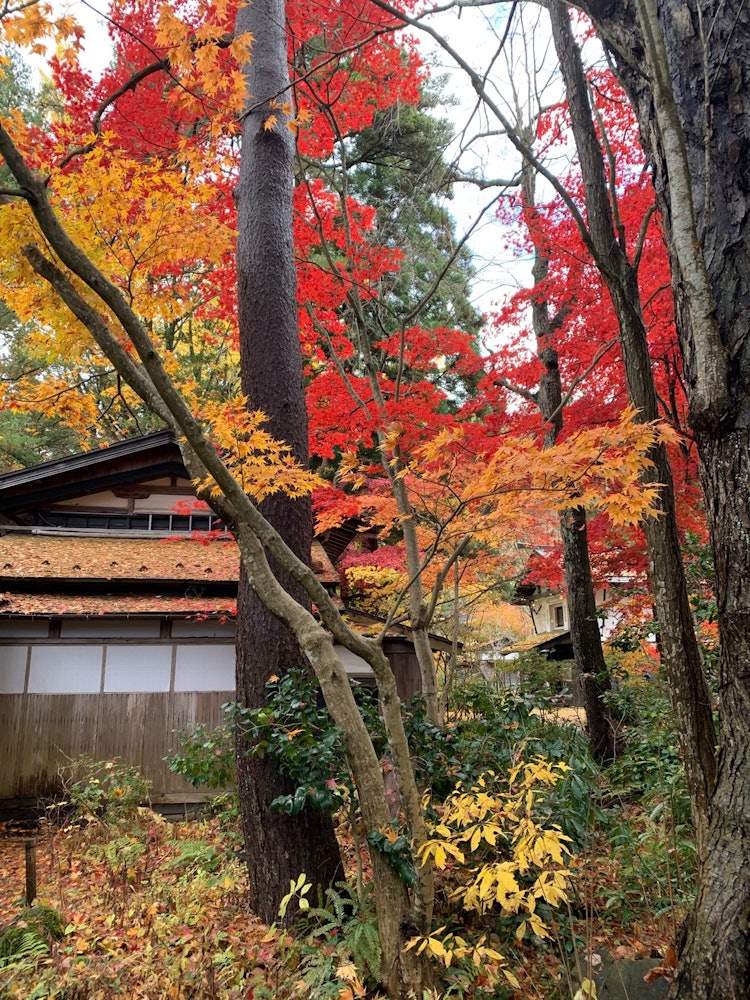 [画像1]東北の秋の紅葉と家屋