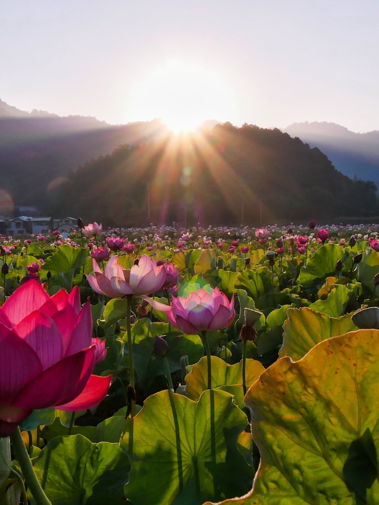 [Image1]It is a Yamasa lotus flower garden in Himeji City, Hyogo Prefecture.The cultivation area is 12,000 s