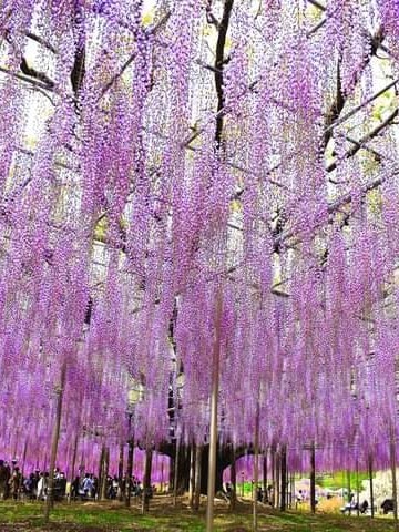 [Image1]Ashikaga flower park has the most beautiful wisteria flowers in the world! In 2014, Ashikaga Flower 