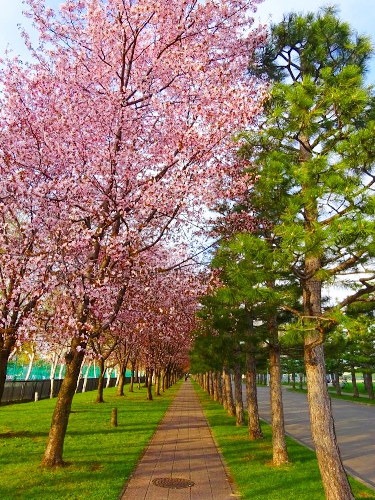 [相片1]旭川市花崎運動公園的櫻花 🌸粉色和綠色的對比！一個隱藏的寶石🎵，推薦散步櫻花樹旁邊有一個🎾網球場