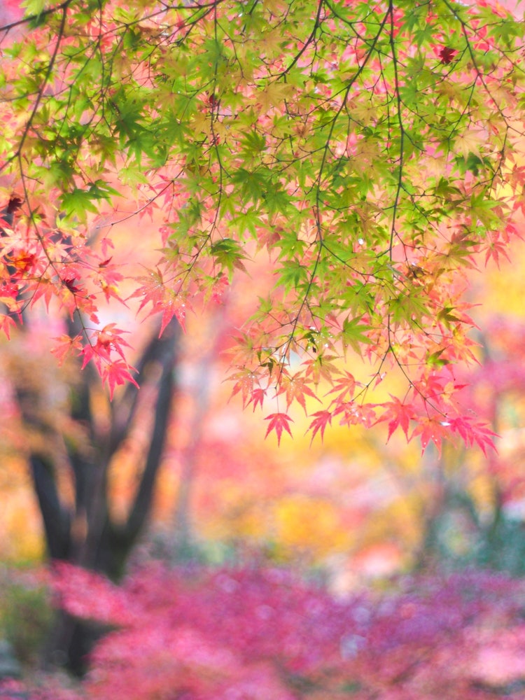[画像1]撮影地：京都 鍬山神社奥のぼかしている木の幹と、手前のピントを合わせたグラデーションの紅葉を一本の木に見立てて撮影しました。