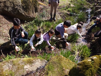 [이미지1]어제, 3월 16일(토), 아타미 매화원의 하쓰카와 강에 반딧불이 유충이 방류되었습니다.매년 항례, 매화마을의 아이들이 우리를 도와주었습니다!일본에는 약 50 종류의 반딧불이가 있