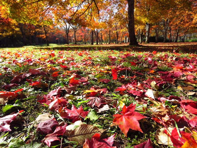 [画像1]福原山荘の紅葉です紅葉のピークにも行きましたが翌週も落葉を楽しみに行きました。
