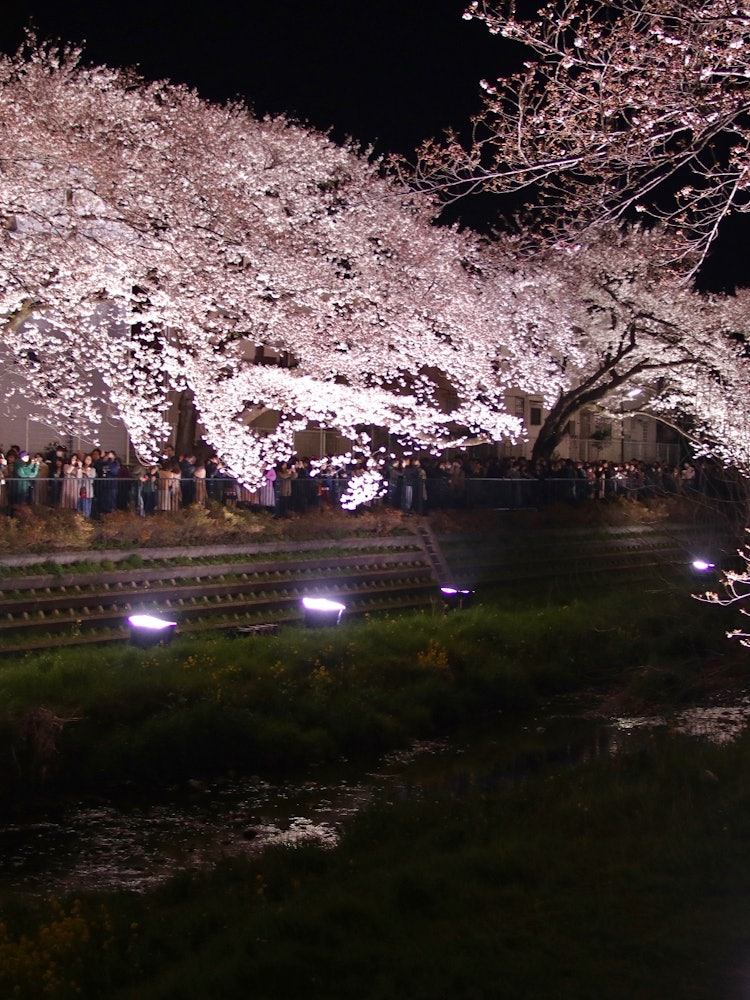 [Image1][Shooting location] Nogawa, Chofu City, TokyoThis is a photo of Nogawa's cherry blossom illumination