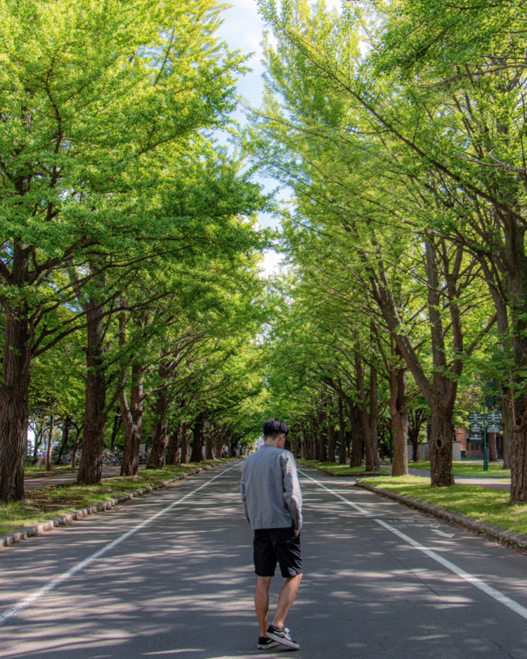 [相片1]北海道大學的一排銀杏樹。我拍了一張早上散步的照片。攝影器材 佳能燈房編輯軟體