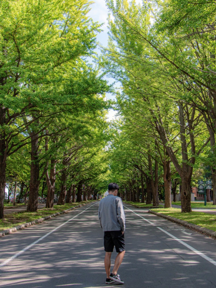 [画像1]北海道大学内のイチョウ並木。朝の散歩がてら撮影しました。撮影機材 Canon編集ソフト Lightroom