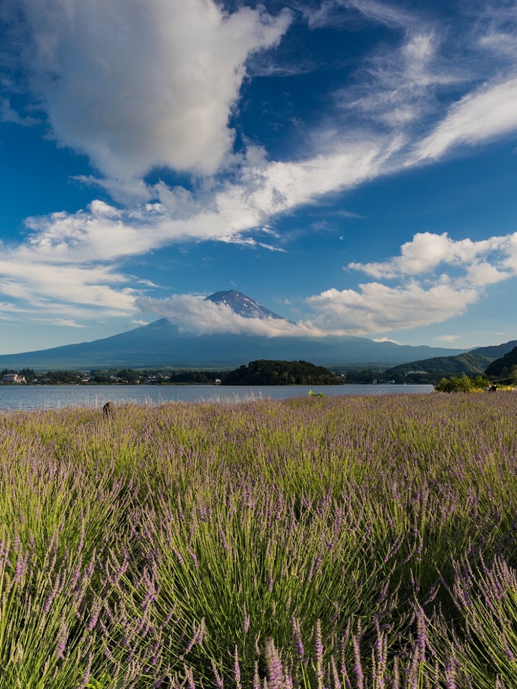 [相片1]我想保護一個美妙而絕佳的景色我愛富士山。現在是夏天，青翠花開了拍攝於山梨縣大石公園