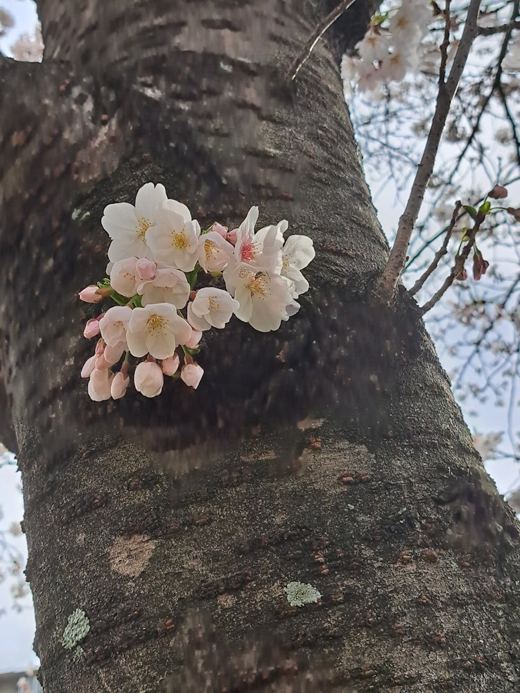 [相片1]這是我在一個小公園裡看到的櫻花。樹幹上盛開的花朵的景象似乎很脆弱，但很強烈。