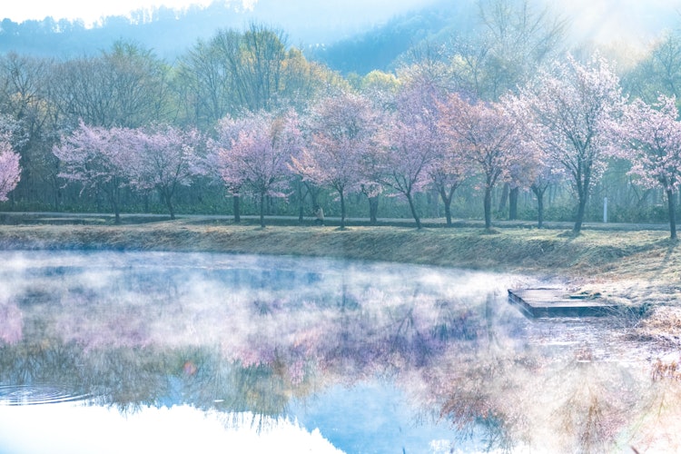[画像1]玉川ダムの先にあるプレイパーク戸瀬は遅咲きの山桜を楽しめる小さな公園です。水辺に映り込む桜並木と朝陽に照らし出される毛嵐は幻想的で早朝からたくさんのカメラマンさんが所かしこでカメラを構えています。