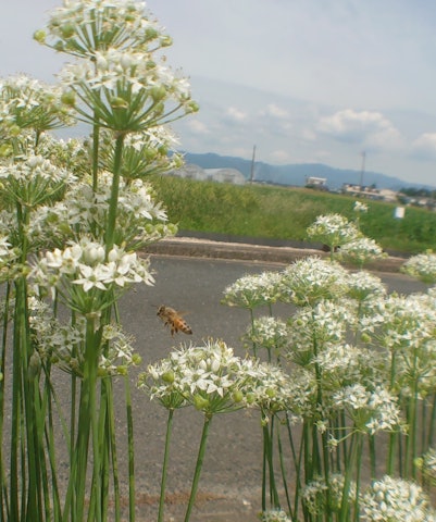 [이미지1]음식 부추에 꽃이 피고,꿀벌과 카나 분,꿀을 찾으러 왔습니다.