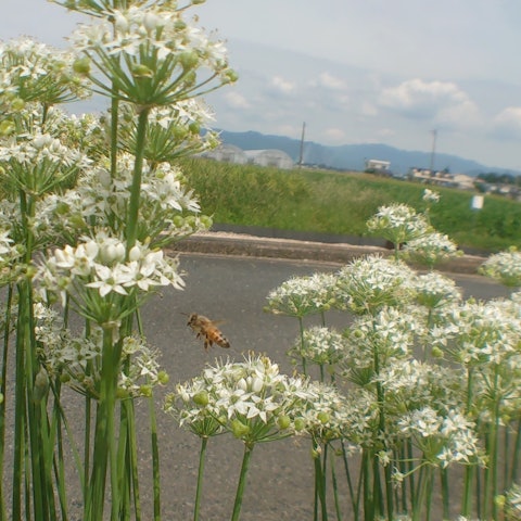 [Image1]Flowers bloom in the food leek,Bees and Kanabun,Came in search of nectar.