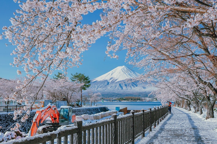 [이미지1]4월 중순에도 후지산 기슭에는 여전히 눈이 내리고 있었고, 아름다운 벚꽃과 반짝이는 눈, 푸른 하늘 아래 후지산이 있었습니다.후지산은 항상 아름답게 보입니다야마나시현 가와구치코 호