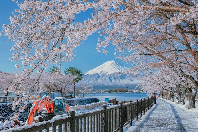 [Image1]4月の中旬になってもまだ富士山の麓周りには雪が降っていました、綺麗な桜とキラキラ雪と青空の中にある富士山。富士山はいつも綺麗見える山梨県河口湖湖畔に撮影2020／4