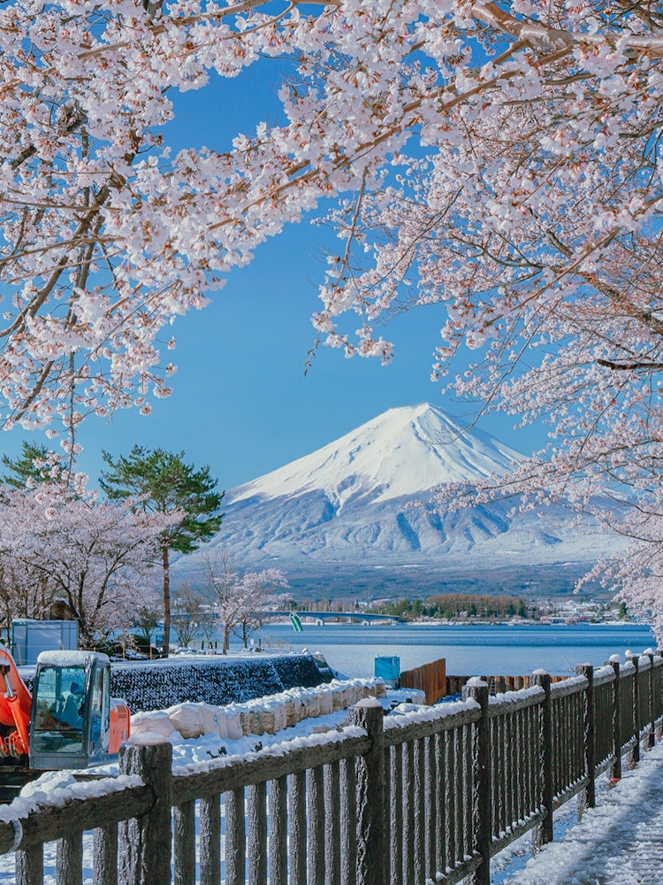 [Image1]Even in the middle of April, it was still snowing around the foot of Mt. Fuji, with beautiful cherry