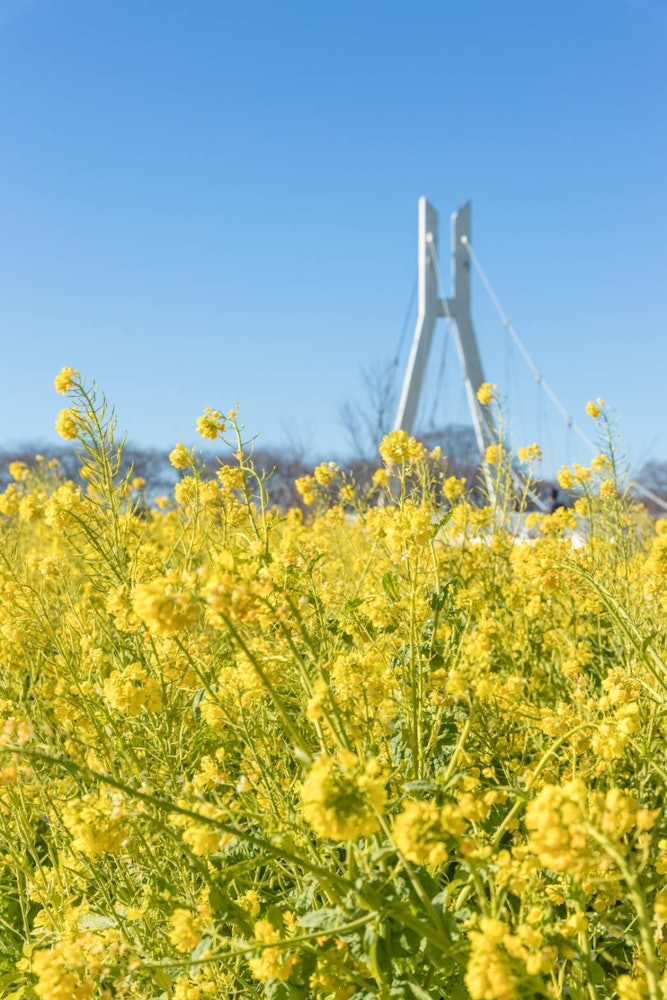 [相片1]感受春天的先行一步這是在埼玉縣Saute City可以看到的油菜花。我能夠看到早開的油菜花！ 櫻花盛開的季節即將到來 🤭