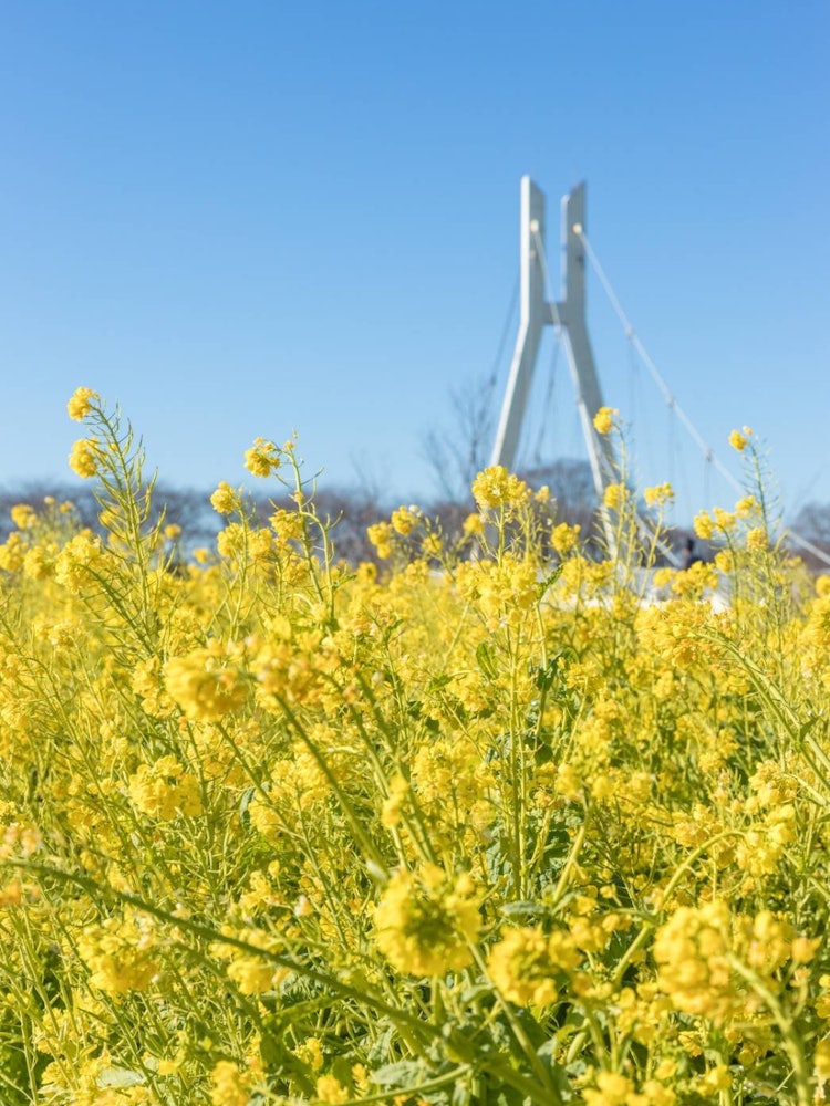 [Image1]Feel the spring one step aheadThis is a rape flower that can be seen in Saute City, Saitama Prefectu