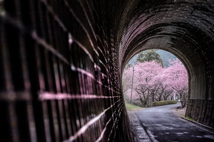 [相片1]沿着废弃的前田口线的铁轨，当地居民和河津县河津町商工会议所的青年部门共同努力种植了100棵河津樱花树。它被称为“樱花隧道”，从隧道看到的一排樱花树让你感受到春天的到来。