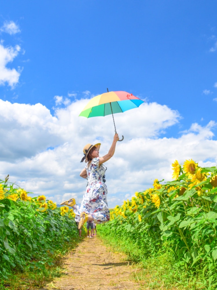 [Image1]A vast sunflower field 🌻 unique to HokkaidoI felt so open that I could 🥰 jump and fly.