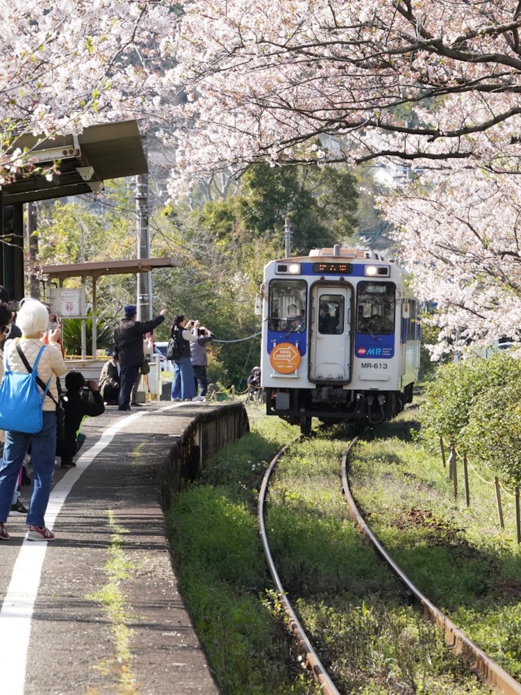 [画像1]桜トンネルの間を松浦鉄道の電車が気持よさそうに通り抜けて行く。 ここはうらのさき駅。