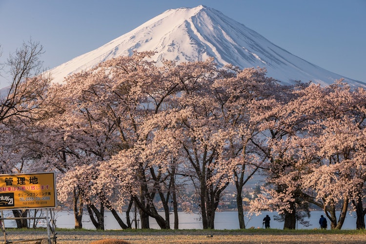 [相片1]樱花和富士山在清晨的阳光下闪闪发光富士山和樱花的结合非常美丽。河口湖、富士河口湖、山梨县