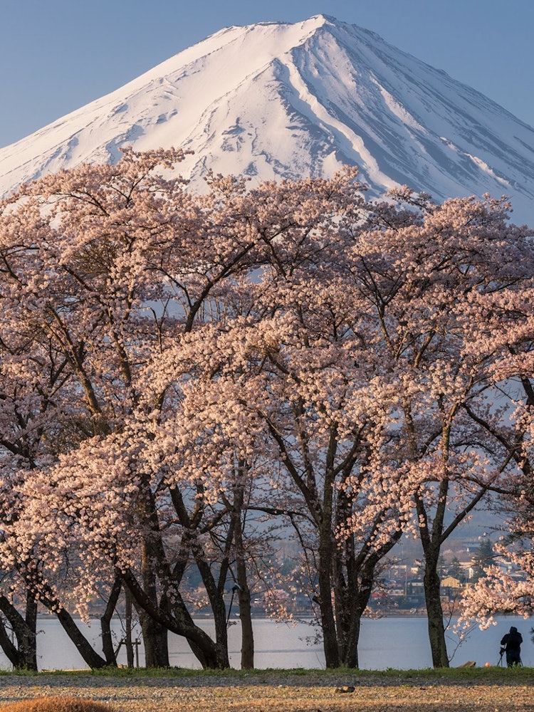 [Image1]Cherry blossoms and Mt. Fuji shining in the morning sunThe combination of Mt. Fuji and cherry blosso
