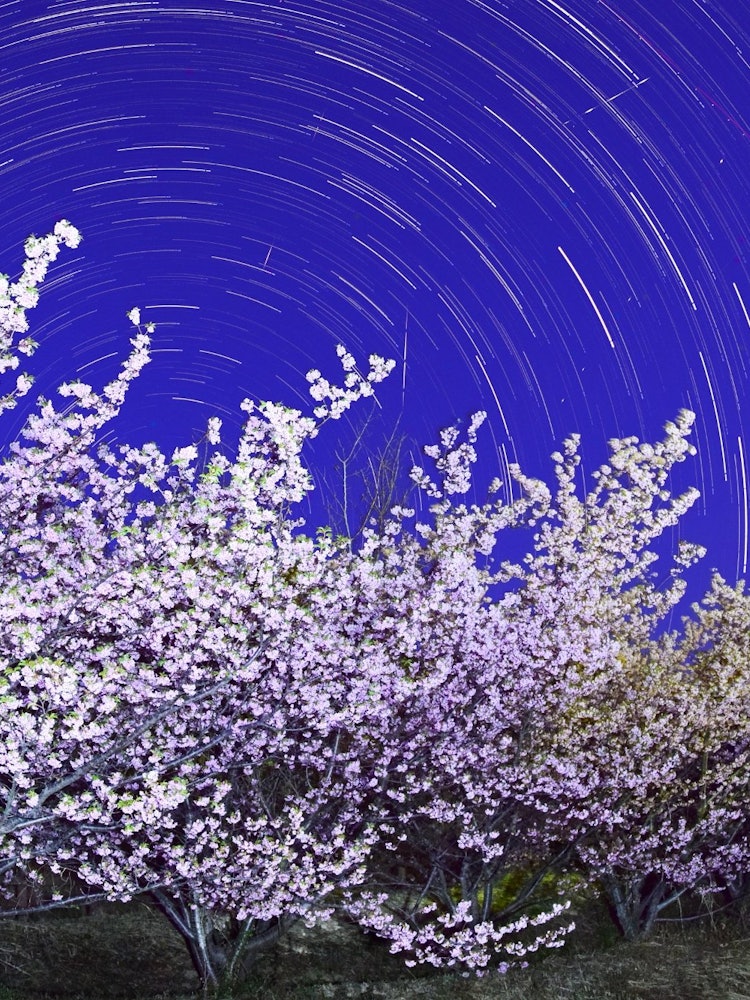 [画像1]撮影場所：愛媛県今治市波方町の大角海浜公園満開の河津桜と星天のコラボ